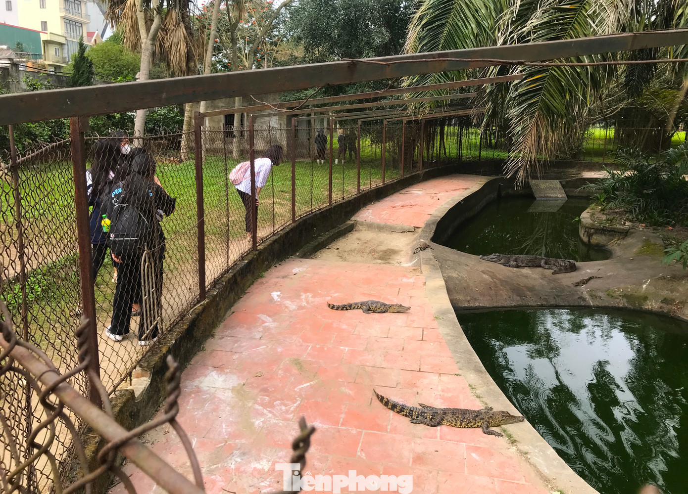 Khu vực nuôi cá sấu sát hồ nước và đường đi tập thể dục. Mỗi lần đi qua, người dân và nhiều em học sinh lại ghé vào xem. Tuy nhiên khi thấy chuồng nuôi đã xuống cấp, ai cũng lo lắng. Khu vực nuôi cá sấu sát hồ nước và đường đi tập thể dục. Mỗi lần đi qua, người dân và nhiều em học sinh lại ghé vào xem. Tuy nhiên khi thấy chuồng nuôi đã xuống cấp, ai cũng lo lắng.