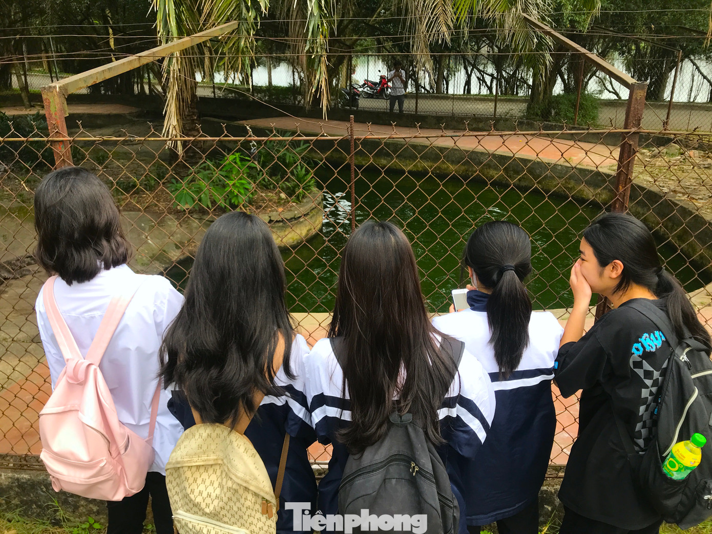 Khu vực nuôi cá sấu sát hồ nước và đường đi tập thể dục. Mỗi lần đi qua, người dân và nhiều em học sinh lại ghé vào xem. Tuy nhiên khi thấy chuồng nuôi đã xuống cấp, ai cũng lo lắng. Khu vực nuôi cá sấu sát hồ nước và đường đi tập thể dục. Mỗi lần đi qua, người dân và nhiều em học sinh lại ghé vào xem. Tuy nhiên khi thấy chuồng nuôi đã xuống cấp, ai cũng lo lắng.