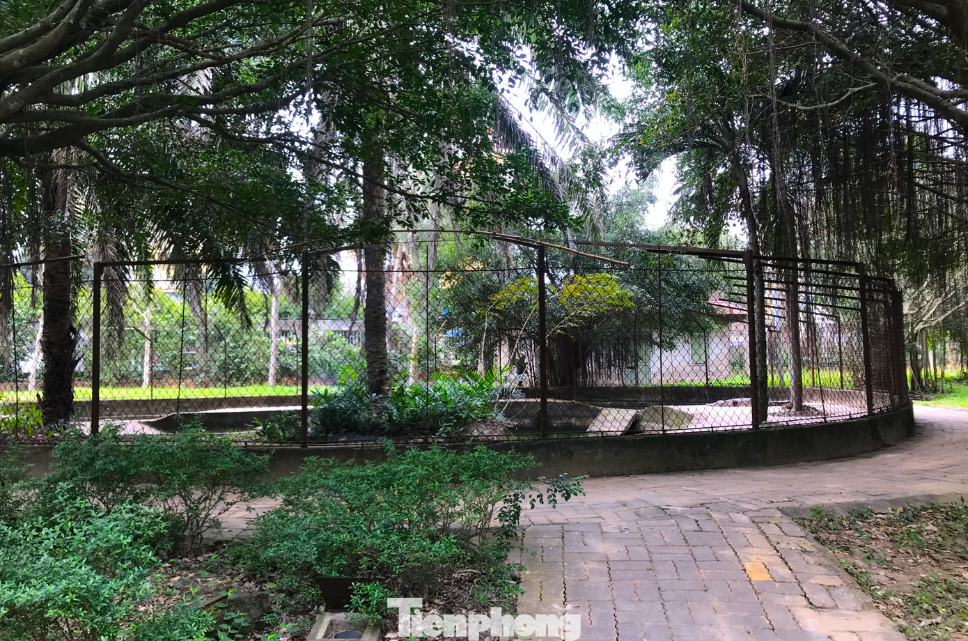 Chuồng nuôi đàn cá sấu trong Công viên Trung tâm Tp. Vinh (Nghệ An) rộng khoảng hơn 100m2 hiện đã cũ kỹ, xuống cấp, không đảm bảo an toàn.