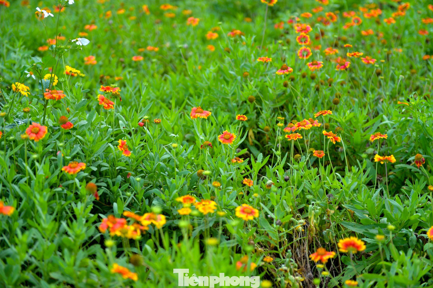 Loài hoa đó mang tên cúc biển, mọc tự nhiên bên lối đi ra bãi tắm, dưới rừng phi lao ở phố biển Cửa Lò mỗi khi hè sang. Lâu nay những lối “hoa dại” ven biển thu hút du khách tham quan chẳng kém những bãi biển nhộn nhịp, đặc biệt là các bạn trẻ.