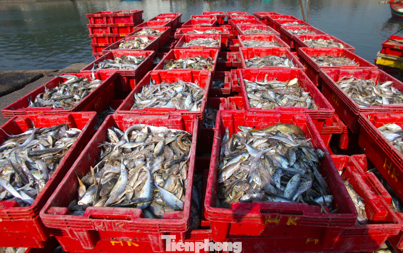 Nhiều ngư dân ở thị xã Cửa Lò (Nghệ An) cho hay, đầu năm mới này thời tiết thuận lợi, các tàu thuyền ra khơi đánh bắt đều trúng đậm. Có nhiều tàu lớn thu hoạch được cả chục đến cả trăm triệu đồng mỗi đêm. Nhiều ngư dân ở thị xã Cửa Lò (Nghệ An) cho hay, đầu năm mới này thời tiết thuận lợi, các tàu thuyền ra khơi đánh bắt đều trúng đậm. Có nhiều tàu lớn thu hoạch được cả chục đến cả trăm triệu đồng mỗi đêm.