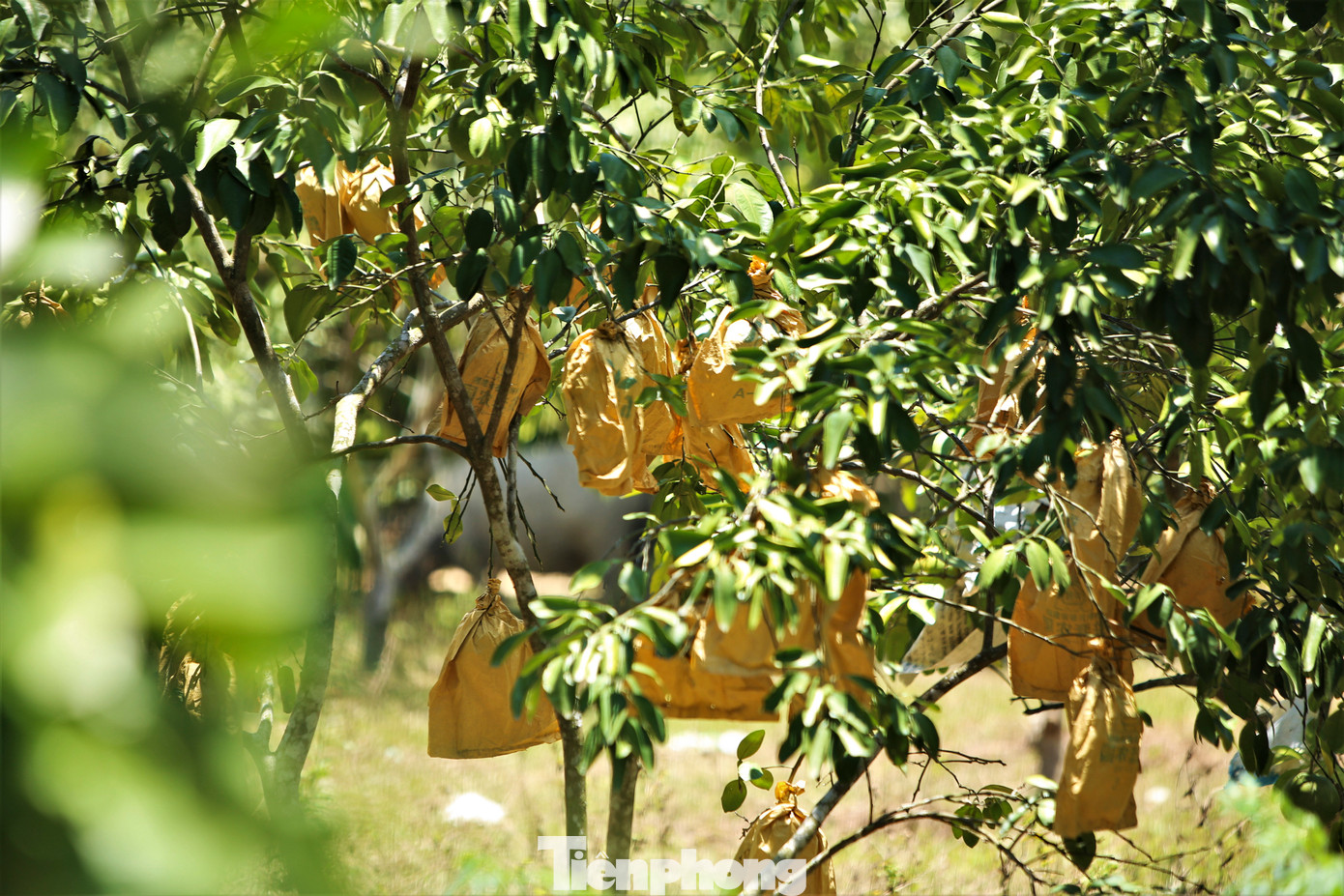 Ở vùng "chảo lửa" Hương Khê còn là thủ phủ của bưởi đặc sản Phúc Trạch. Thời tiết khắc nghiệt khiến hơn 2.000 ha bưởi tại địa phương này đang trong thời điểm phát triển queo quắt. Người dân đã bọc túi, tưới nước cả ngày lẫn đêm song tình trạng không cải thiện.