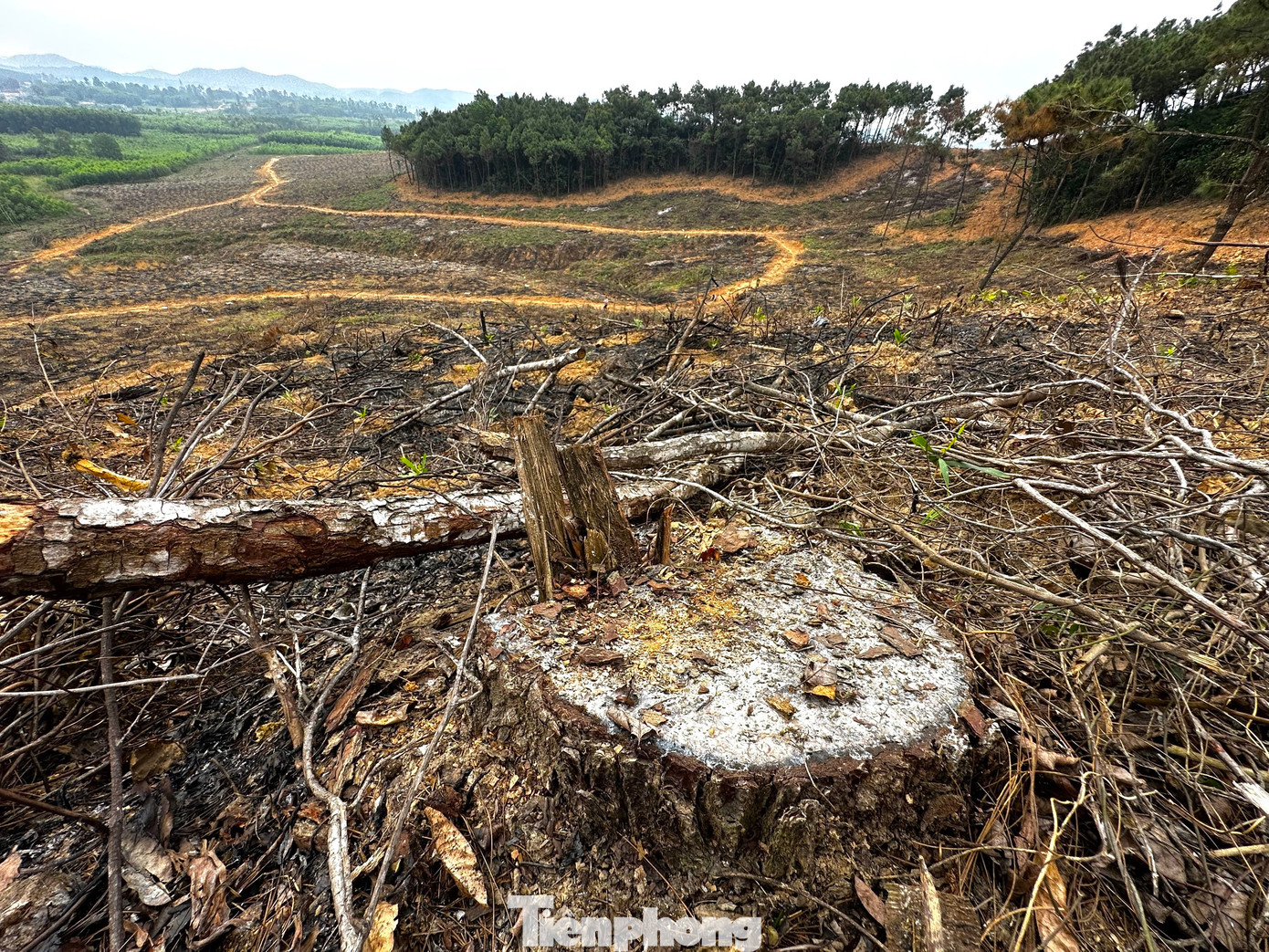 Nhiều gốc thông còn lại tại hiện trường sau khi bị chặt để lấy đất trồng keo. Nhiều gốc thông còn lại tại hiện trường sau khi bị chặt để lấy đất trồng keo.
