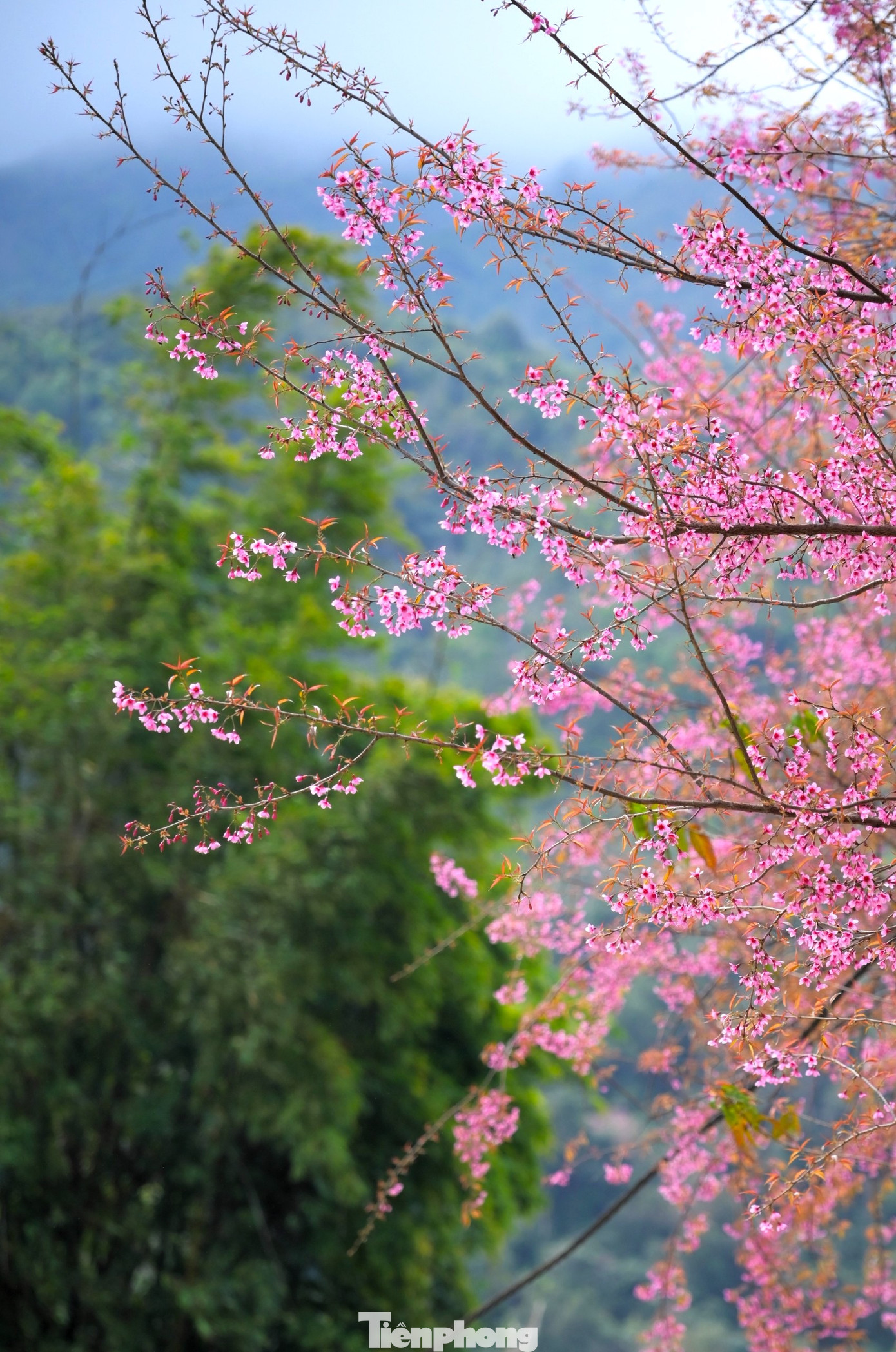 "Vào dịp cuối năm, hoa anh đào ở đây bung nở rất đẹp. Nếu gặp thời tiết lạnh thì thời gian hoa nở sẽ kéo dài hơn. Ai đi qua trường cũng nán lại để ngắm những cây hoa đẹp này", một thầy giáo tại điểm trường ở bản Phà Nọi chia sẻ.