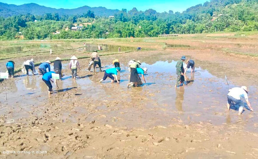Hơn 20 người gồm các đoàn viên thanh niên, hội phụ nữ, hội nông dân và người dân cùng lội ruộng tham gia bắt ốc bươu vàng. Hơn 20 người gồm các đoàn viên thanh niên, hội phụ nữ, hội nông dân và người dân cùng lội ruộng tham gia bắt ốc bươu vàng.