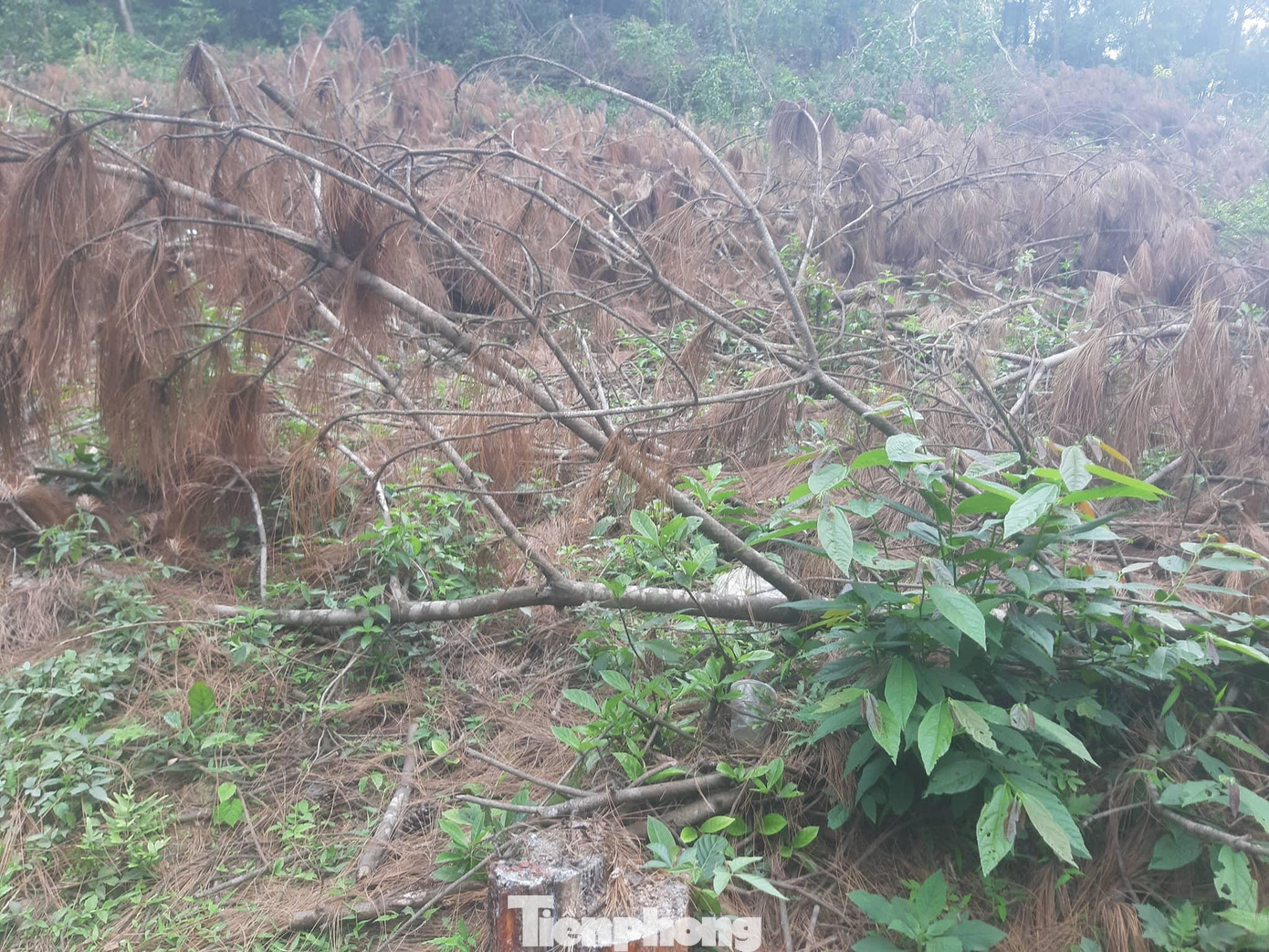 Công an huyện Hưng Nguyên cũng đã khởi tố vụ án, khởi tố bị can đối với Diễn, Thân và Khoa về tội Vi phạm các quy định về khai thác và bảo vệ rừng và quản lý lâm sản