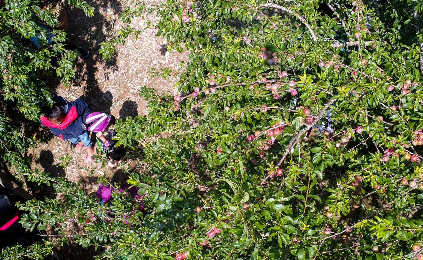 Những vườn mận Tam Hoa trĩu quả ở Mường Lống vào mùa chín rộ.