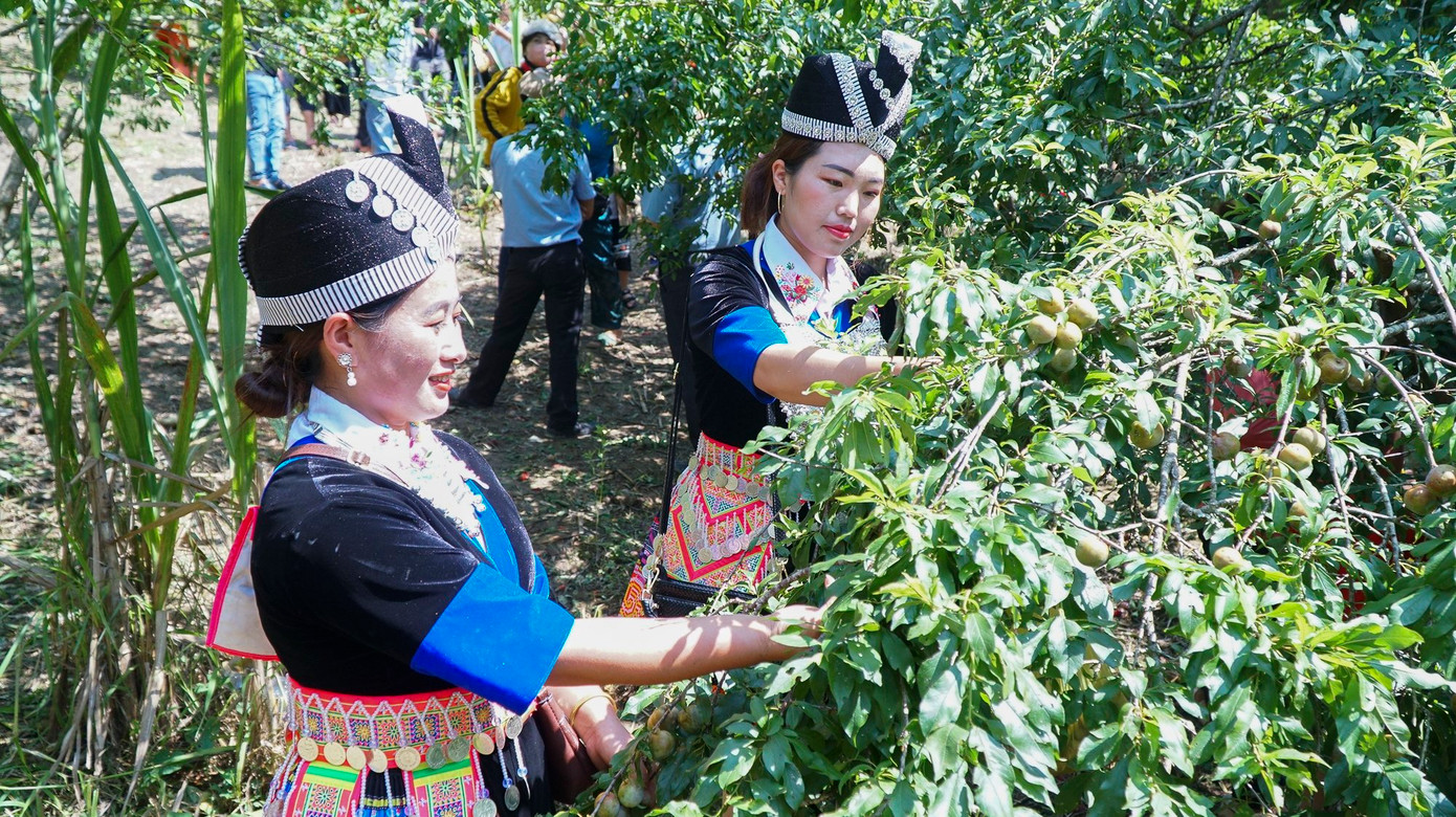 Mỗi năm, một vườn mận của bà con đồng bào Mông ở Mường Lống cho thu hoạch từ 30-40 triệu đồng.