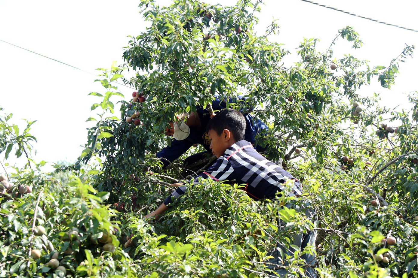 Tranh thủ ngày hè, các em nhỏ tham gia thu hoạch mận với bố mẹ.