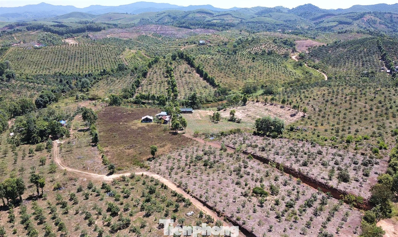 Nhiều ngày qua, người dân vùng "chảo lửa" huyện Hương Khê (tỉnh Hà Tĩnh) đứng ngồi không yên khi nhìn cây ăn quả chết khô, héo úa vì nắng nóng kéo dài.