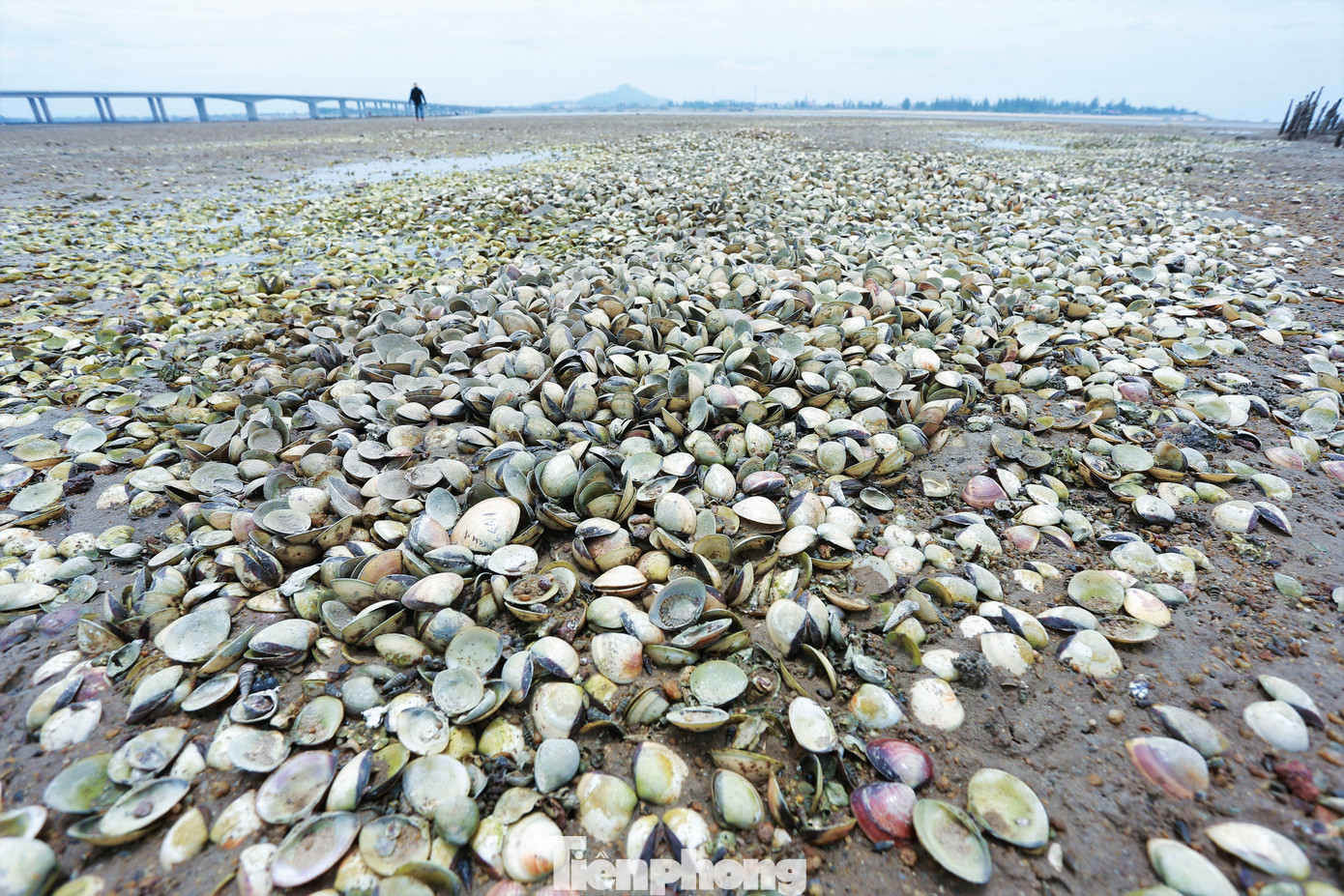 Lãnh đạo UBND xã Cẩm Lĩnh, huyện Cẩm Xuyên, cho biết địa phương có 9 hộ dân nuôi với diện tích gần hơn 10 ha. Năm nay từ đầu mùa một lượng lớn ngao đã chết, số còn lại được người nuôi thu hoạch sớm để thu hồi vốn. "Ngao nuôi trên địa bàn đạt sản lượng và chất lượng cao, đây cũng là nguồn thu nhập chính cho nhiều hộ dân", vị lãnh đạo địa phương chia sẻ.