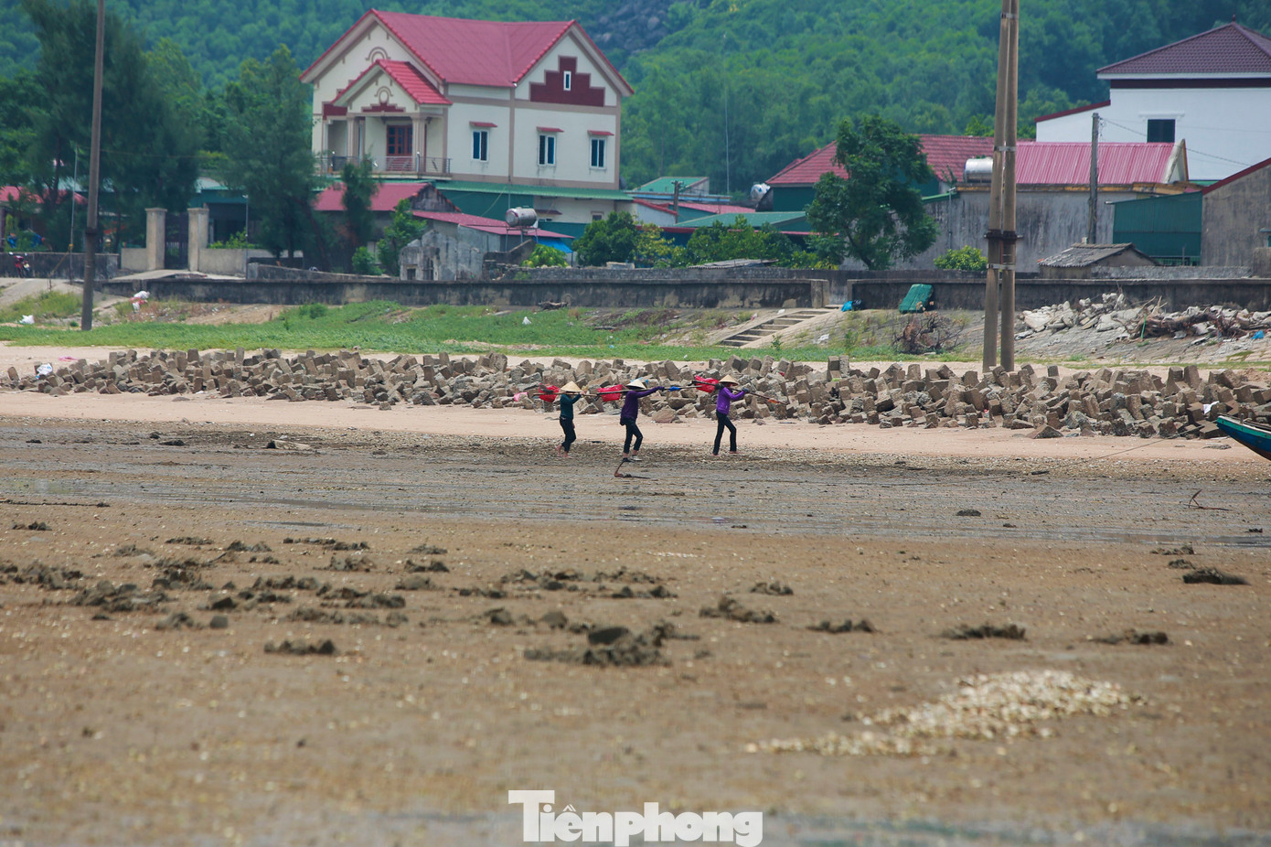 Một tốp phụ nữ khác lại mang cào giật lùi để bắt ngao dưới lớp cát biển.