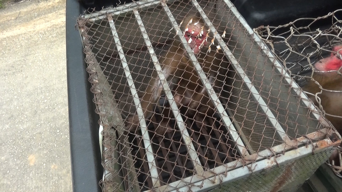 Hai cá thể khỉ mặt đỏ do người dân nuôi nhốt được cơ quan chức năng giải cứu.