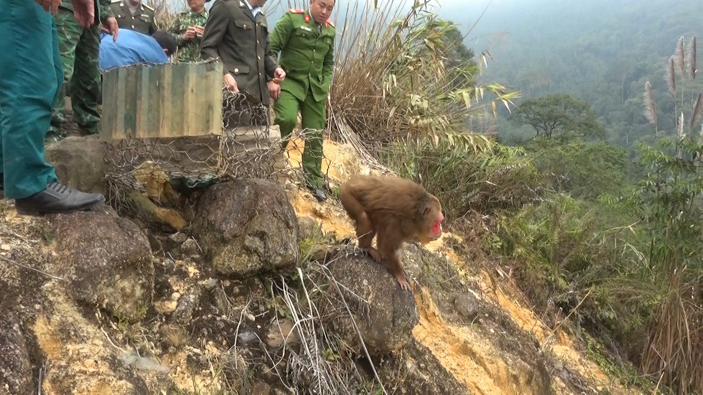 Cơ quan chức năng sau đó đã thả 2 cá thể khỉ này về môi trường tự nhiên.