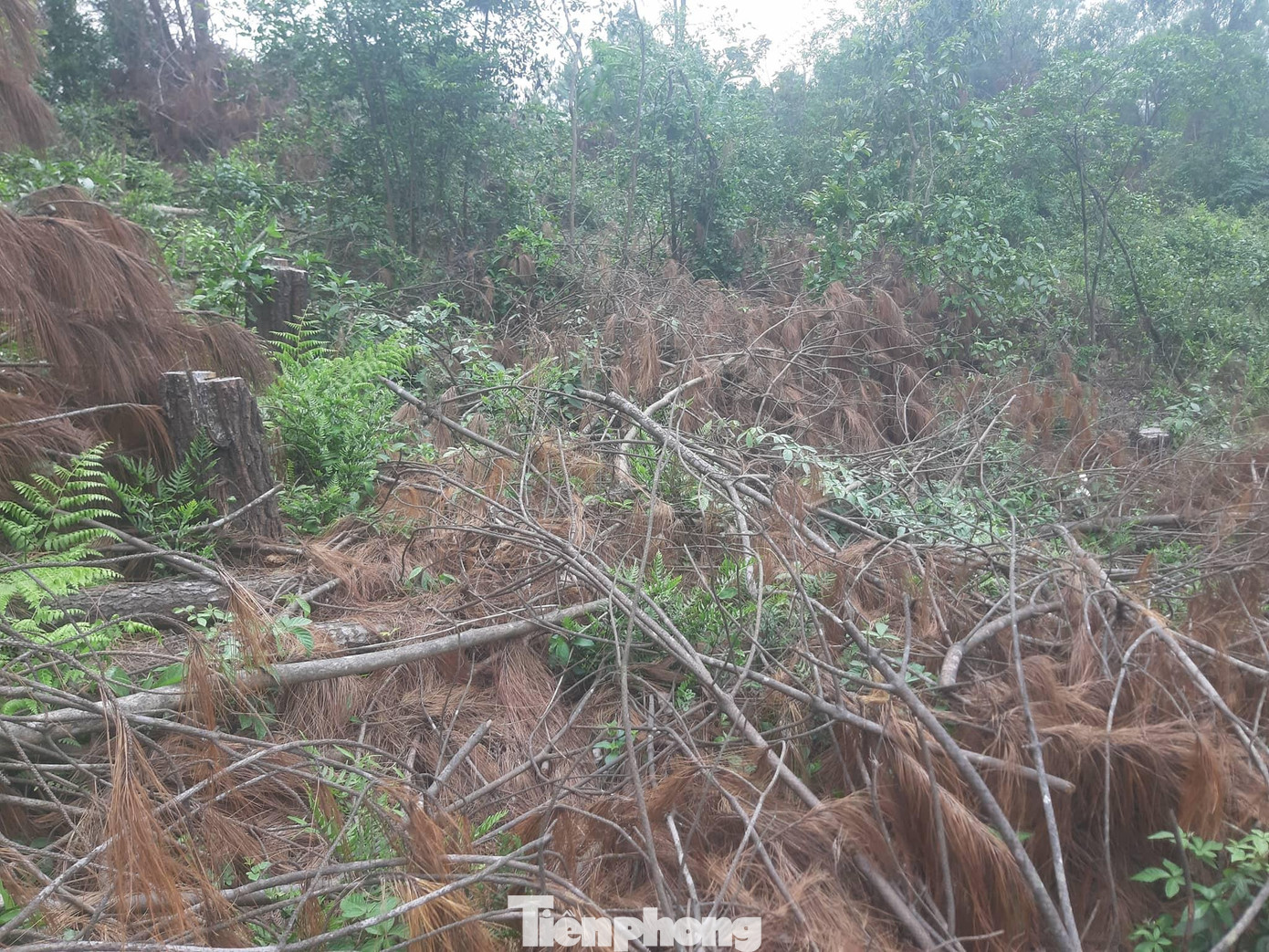 Bên cạnh là những khúc gỗ thông nằm ngổn ngang dưới tán rừng.