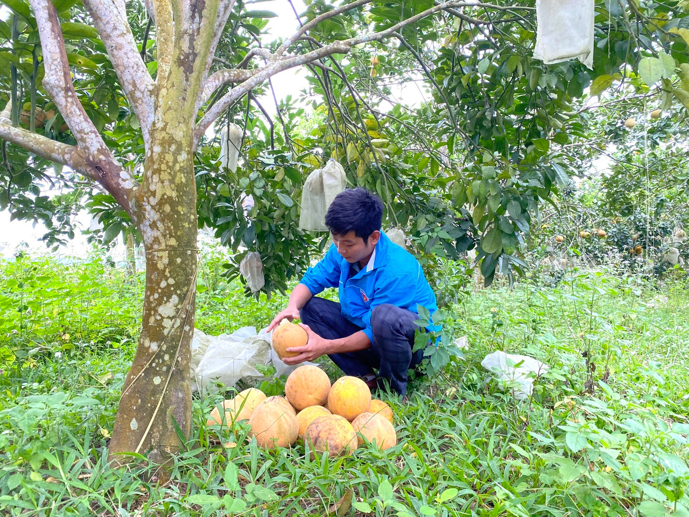 Vườn bưởi Diễn của anh Nguyễn Tiến Lực với diện tích hơn 6000 m2 cho thu hoạch 70 triệu đồng/ năm.