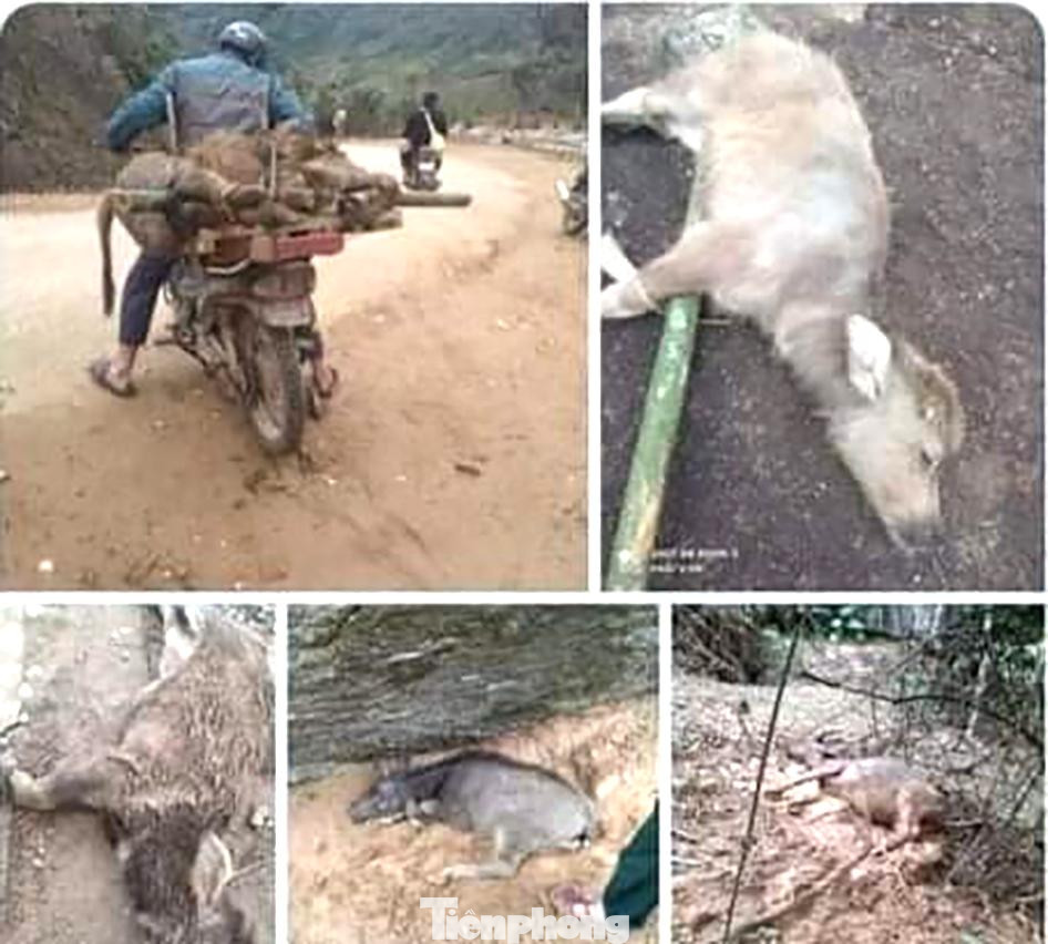 Ngày 23/2, trao đổi với Tiền Phong, lãnh đạo Chi cục Chăn nuôi và Thú y Nghệ An cho biết, trâu, bò bị chết rét trong rừng, người dân thường làm thịt để vớt vát đồng tiền vốn nhưng theo quy định của Nhà nước thì gia súc, gia cầm bị chết do thiên tai sẽ được hỗ trợ. Để được hỗ trợ người dân cần thông báo với chính quyền địa phương, xác định cân nặng, số lượng, phun khử khuẩn và tiêu hủy theo quy định... Ngày 23/2, trao đổi với Tiền Phong, lãnh đạo Chi cục Chăn nuôi và Thú y Nghệ An cho biết, trâu, bò bị chết rét trong rừng, người dân thường làm thịt để vớt vát đồng tiền vốn nhưng theo quy định của Nhà nước thì gia súc, gia cầm bị chết do thiên tai sẽ được hỗ trợ. Để được hỗ trợ người dân cần thông báo với chính quyền địa phương, xác định cân nặng, số lượng, phun khử khuẩn và tiêu hủy theo quy định...