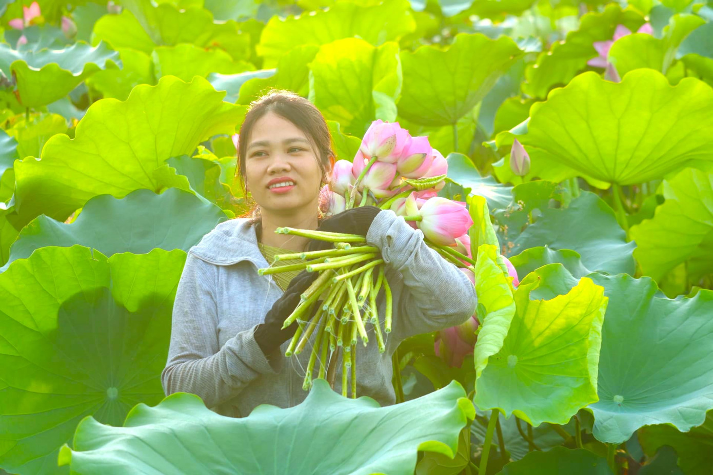 Sáng sớm hàng ngày, mọi người trong Hợp tác xã (HTX) Nông nghiệp Sen quê Bác lại ra những đầm lầy trên địa bàn xã Kim Liên (Nam Đàn, Nghệ An) để thu hoạch, hái hoa sen. Những bông sen đẹp tinh khôi, thơm ngát sau khi hái sẽ được đưa về để vừa cắm trang trí, bán cho khách mua về chơi hoặc làm ra các sản phẩm đặc biệt từ sen.