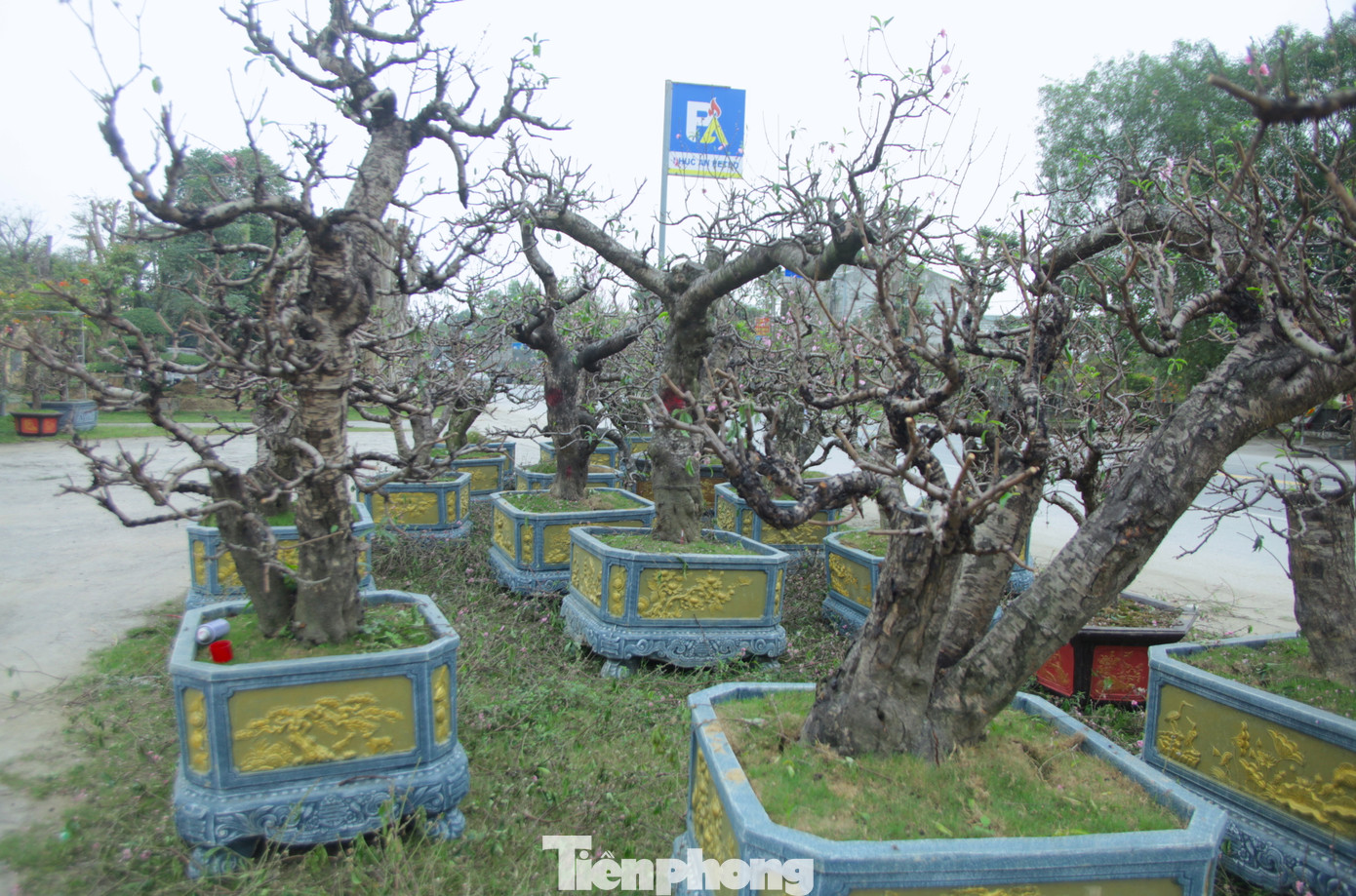 Anh Trung chia sẻ, thời điểm thích hợp nhất để trồng lại đào là sau rằm tháng giêng. Thời điểm này cây đào đang tươi tốt, rễ chưa bị héo, cũng chưa mọc quá dài. Nếu để lâu trong chậu thì khó chăm sóc hơn. Việc trồng, chăm sóc đào phải đảm bảo đúng quy trình, kỹ thuật ngay từ những ngày đầu. Bởi chỉ cần sai sót đều có thể ảnh hưởng tới sự phát triển, sinh trưởng, đâm chồi nảy lộc và nở hoa sau này của cây.