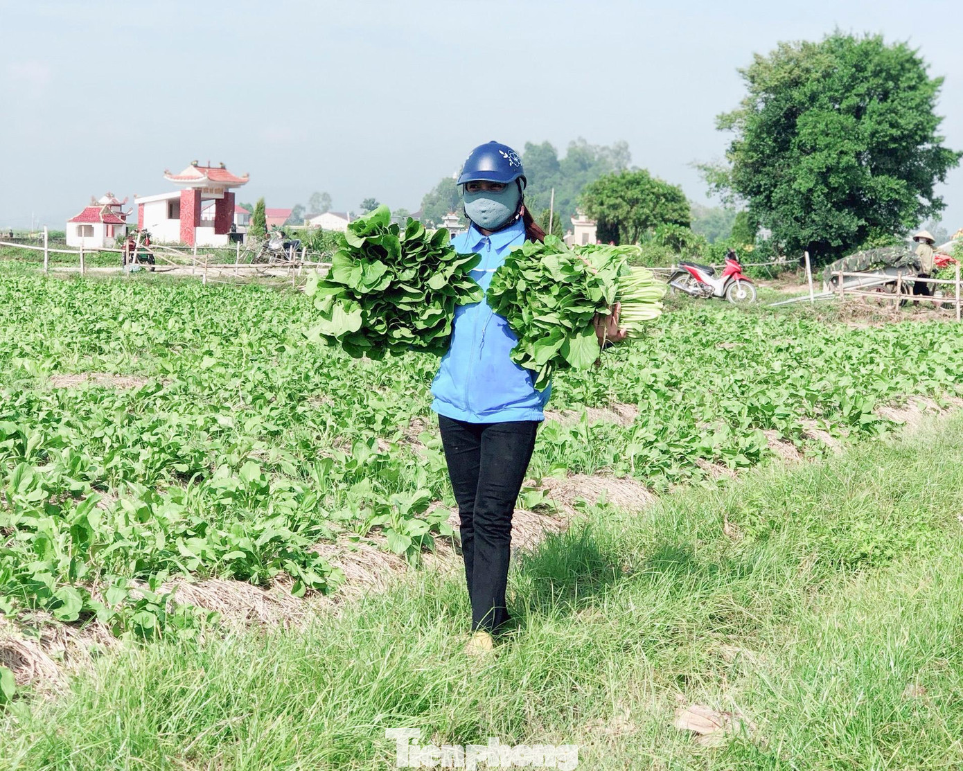 Thanh niên tình nguyện cùng người dân thu hoạch, vận chuyển rau từ ruộng lên xe kéo và tập kết tại một điểm để xe tải nhận đưa đi tiêu thụ. Thanh niên tình nguyện cùng người dân thu hoạch, vận chuyển rau từ ruộng lên xe kéo và tập kết tại một điểm để xe tải nhận đưa đi tiêu thụ.