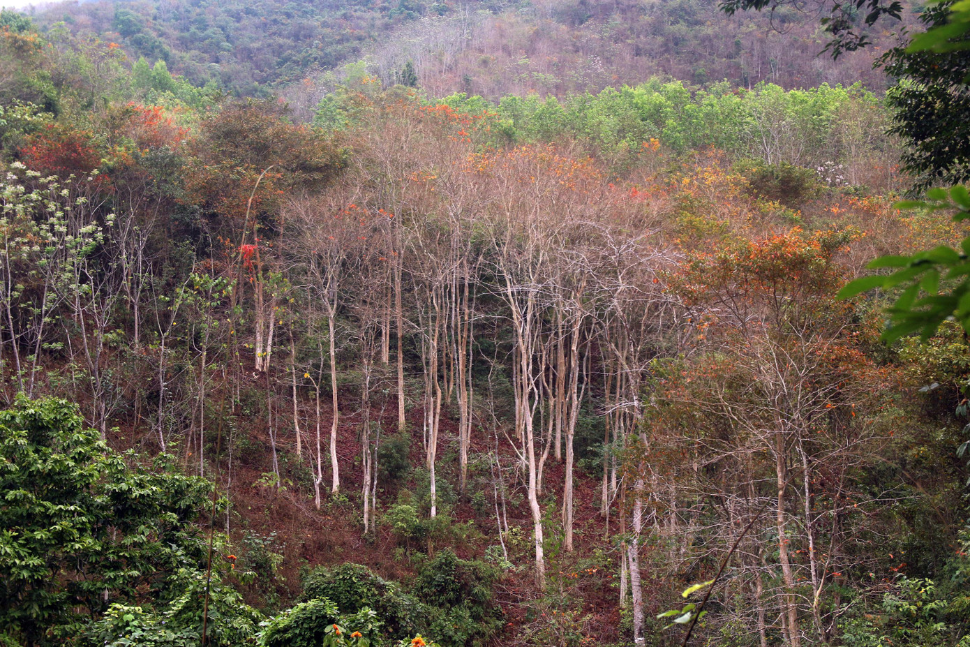 Rừng săng lẻ của gia đình ông Pay Cả Nam.