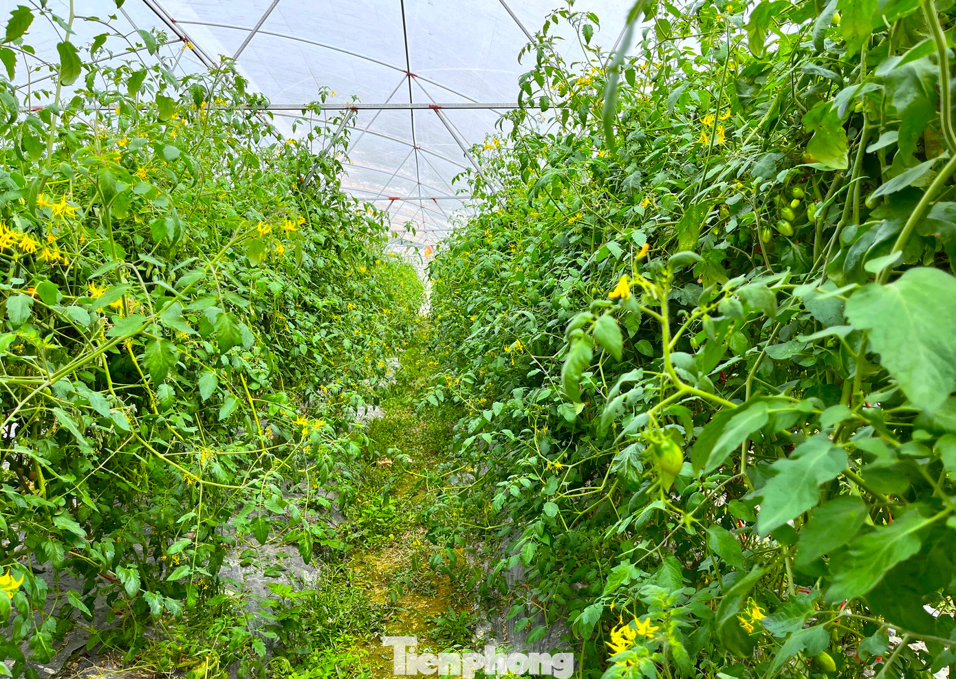 "Khởi nghiệp lần đầu gặp lụt khiến đa phần diện tích trồng dưa bị ngập, thối gốc và chết. Đợt đó trang trại thiệt hại gần 500 triệu đồng", anh Tuấn kể và cho biết, không bỏ cuộc, anh tiếp tục tìm hiểu thêm khoa học, kỹ thuật, các biện pháp và tiếp tục trồng lứa mới.