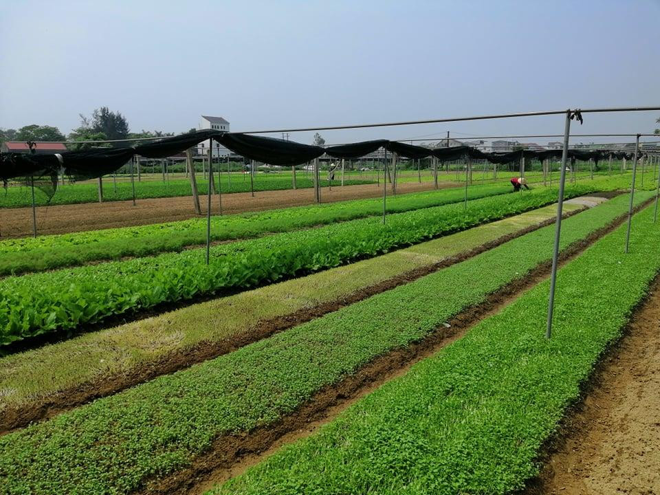 Tuy nhiên, tại các vựa rau, lượng rau còn quá ít hoặc chưa đến thời kỳ thu hoạch.