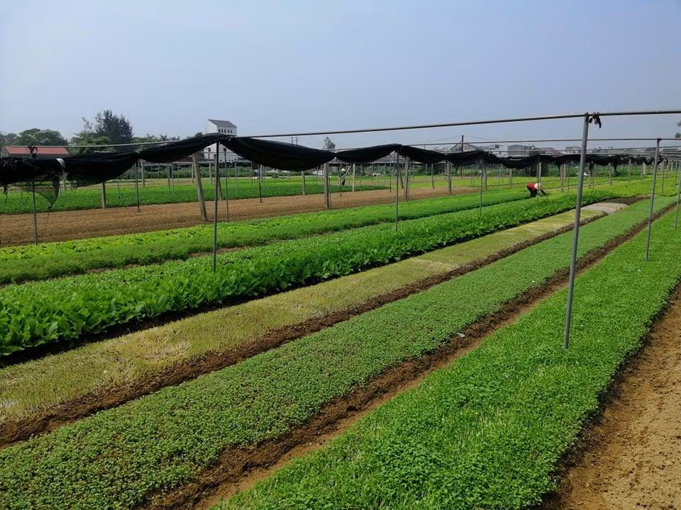Tuy nhiên, tại các vựa rau, lượng rau còn quá ít hoặc chưa đến thời kỳ thu hoạch. Tuy nhiên, tại các vựa rau, lượng rau còn quá ít hoặc chưa đến thời kỳ thu hoạch.