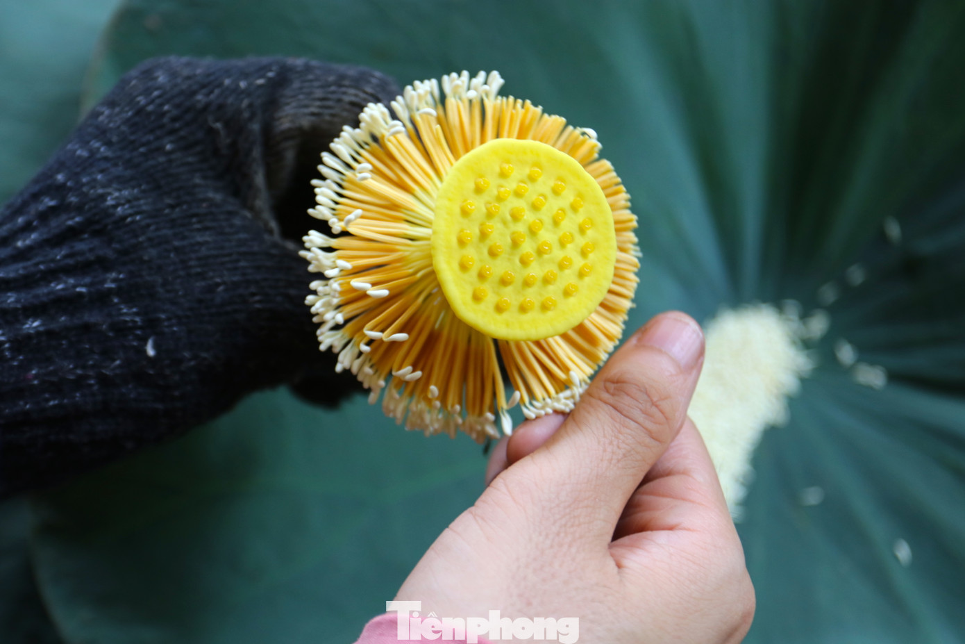 "Thứ đặc biệt nhất và thơm nhất không phải là cánh hoa mà là hạt gạo trên nhụy sen. Đây chính là túi tinh dầu. Chúng tôi sẽ tách hạt gạo này ra và ướp với loại trà Shan Tuyết ngon để cho ra loại trà đặc biệt. Để có 1kg trà này phải cần đến 1.600-1.800 bông hoa sen mới có đủ hạt gạo để ướp", anh Tiến cho hay.