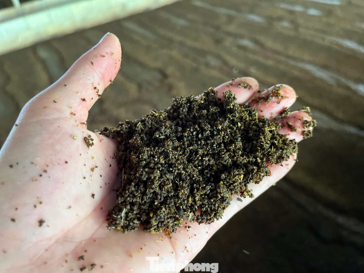 Hàng ngày, lượng chất thải phân heo từ quá trình nuôi sẽ được gom lại một bể lắng. Phân heo sau đó sẽ được ngâm ủ, xử lý axit, vi khuẩn gây hại trước khi được bơm trực tiếp cho trùn ăn.