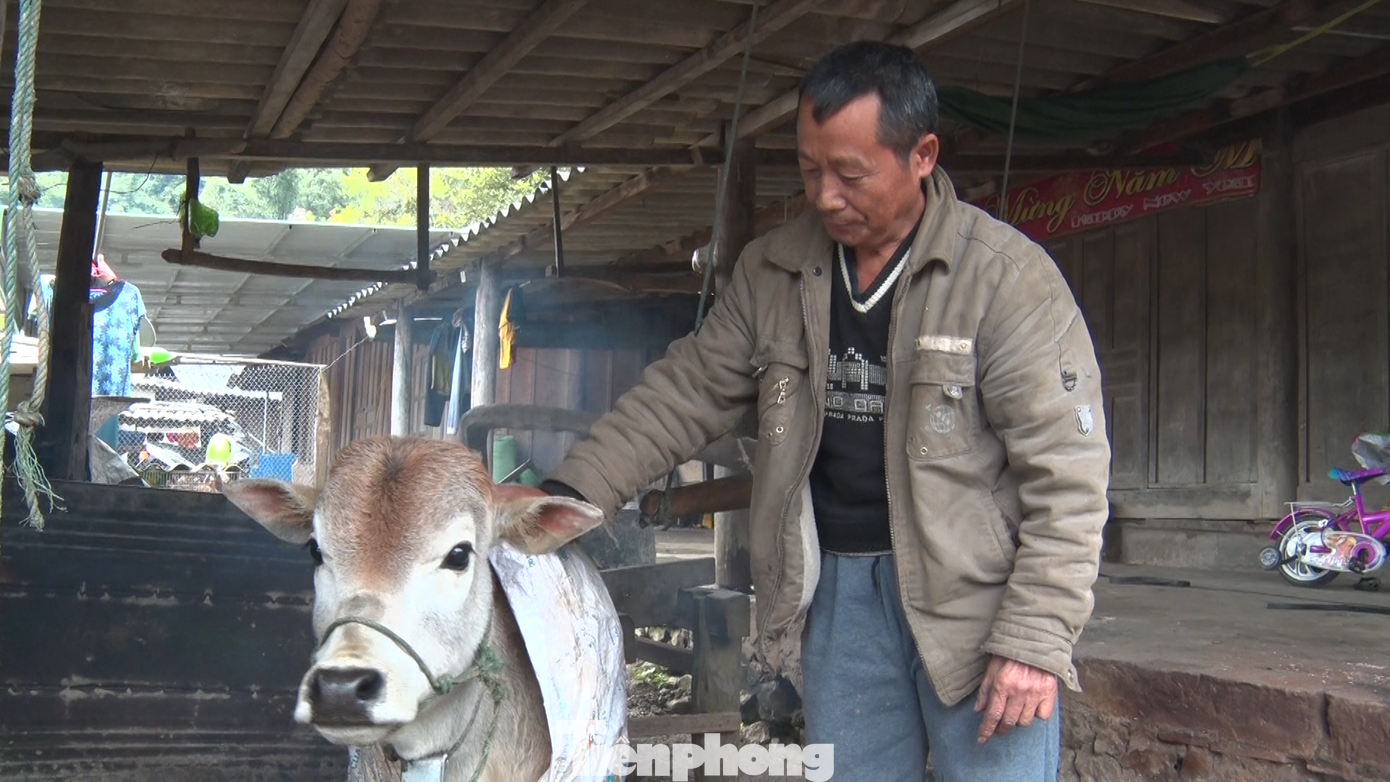 Còn tại huyện Quế Phong, Đoàn viên thanh niên tình nguyện đã cùng người dân vào rừng để lùa trâu, bò về chuồng nhằm hạn chế tối đa thiệt hại do rét đậm, rét hại. Còn tại huyện Quế Phong, Đoàn viên thanh niên tình nguyện đã cùng người dân vào rừng để lùa trâu, bò về chuồng nhằm hạn chế tối đa thiệt hại do rét đậm, rét hại.