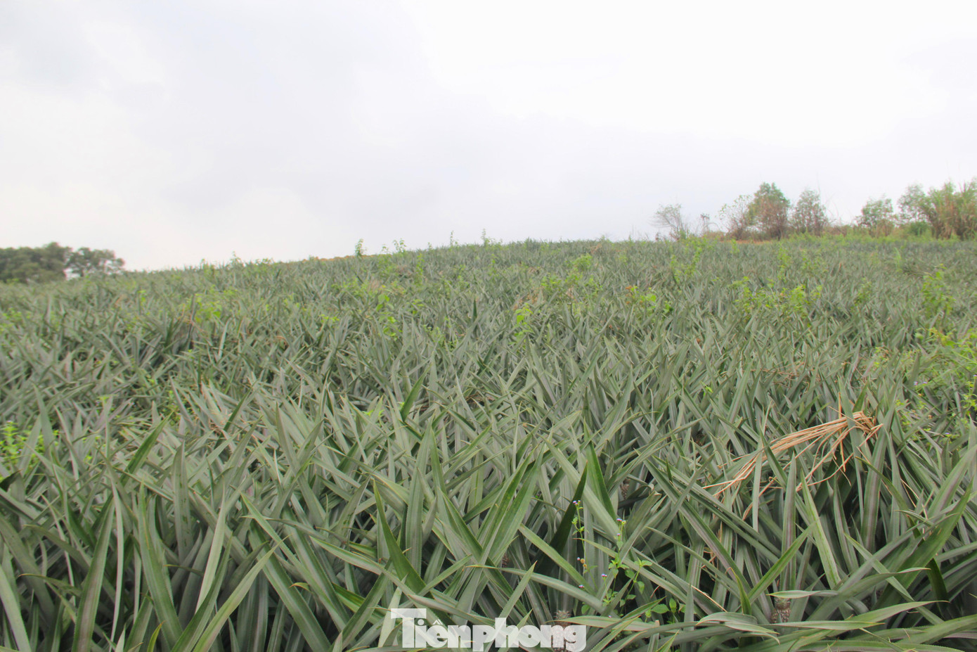 Từ một lái tàu, đến nay anh Hạnh đã sở hữu hàng chục hecta dứa Từ một lái tàu, đến nay anh Hạnh đã sở hữu hàng chục hecta dứa