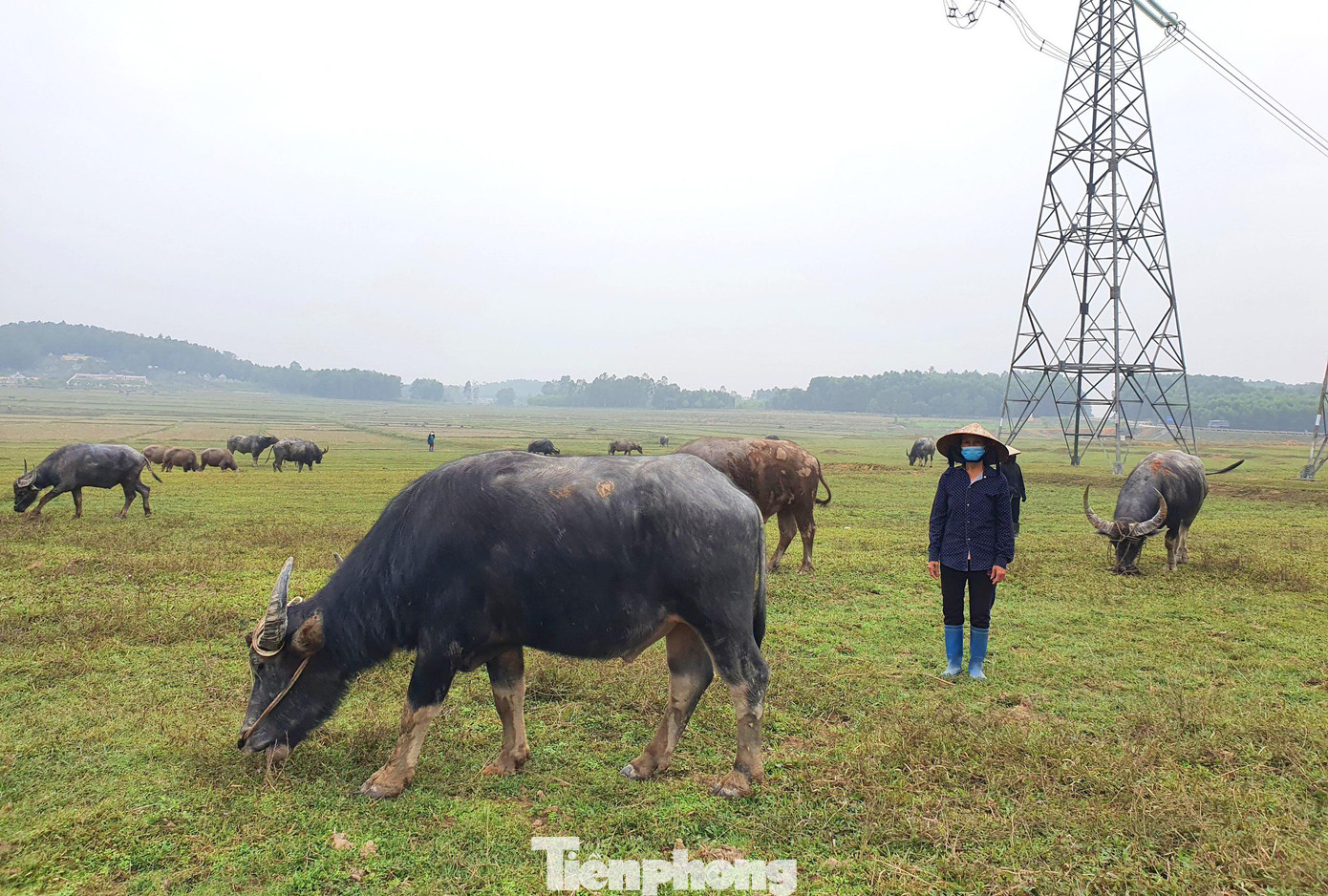 Nhưng nay đã khác xưa nhiều, thương lái sắm xe ô tô cỡ lớn đến tận chợ mua bán nên công việc này dần bị lãng quên. Hiện công việc của họ là đi chăn trâu thuê cho thương lái. Phần lớn đây là trâu thịt do các thương lái trong vùng mua từ Lào, Campuchia, Thái Lan… về vỗ béo rồi bán đi các tỉnh phía Bắc, Trung Quốc.