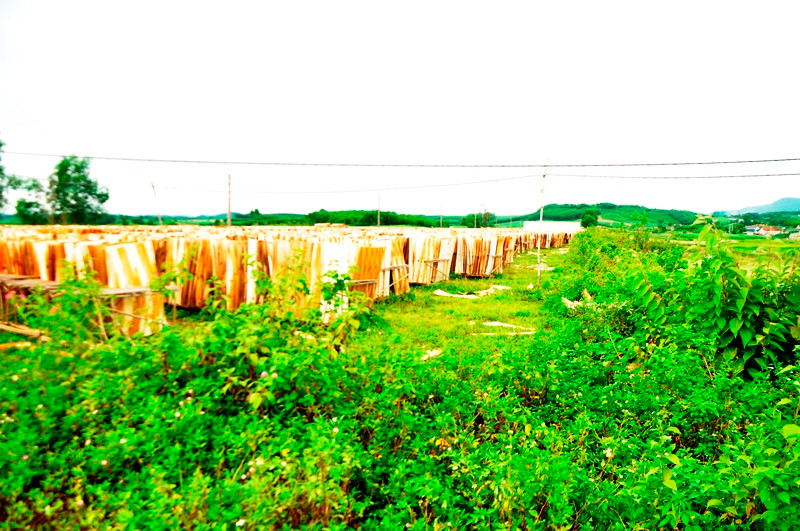 Cỏ dại mọc um tùm trong khu tái định cư.