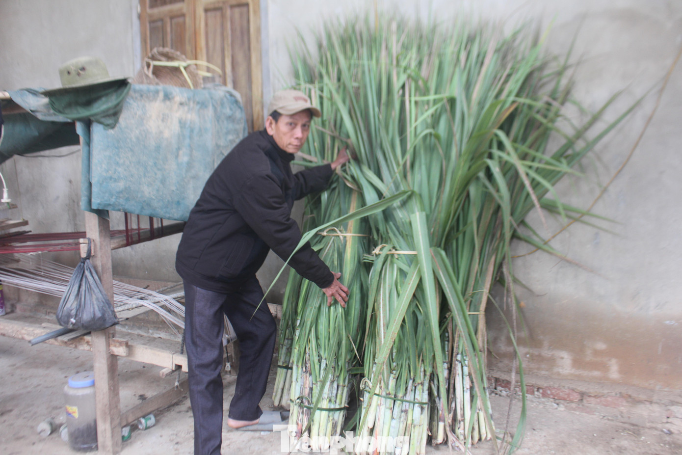 Tăng thức ăn giàu năng lượng cho trâu, bò trong những ngày giá rét.