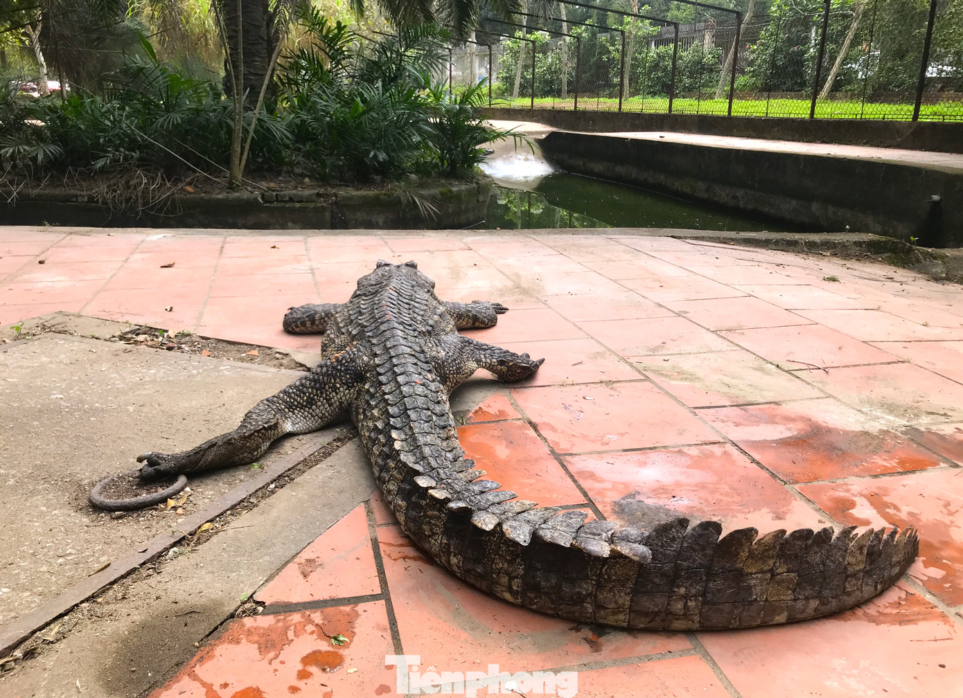 Những con cá sấu này khá lớn và tỏ ra rất hung dữ. Những con cá sấu này khá lớn và tỏ ra rất hung dữ.