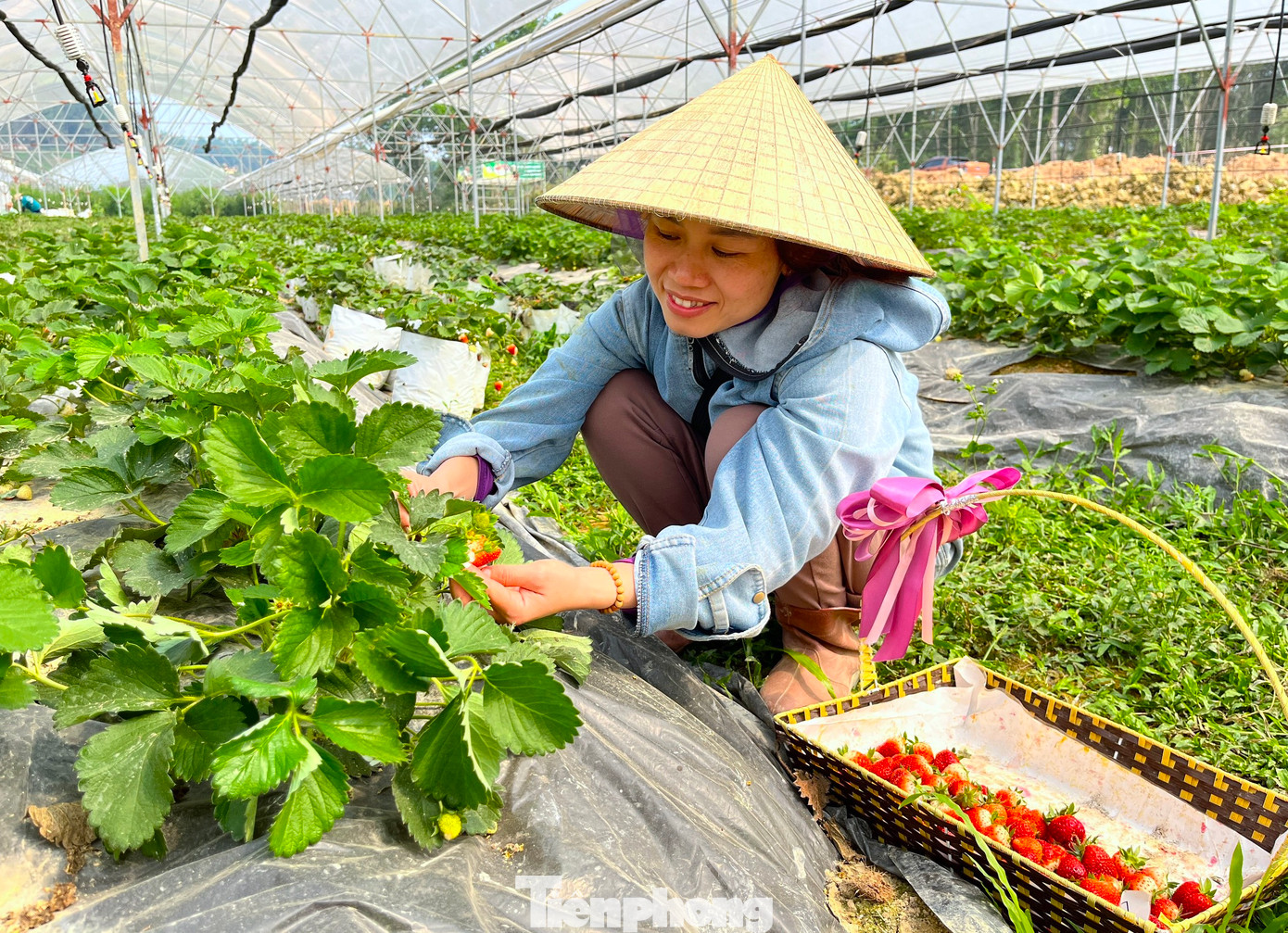 Nhiều người thích thú khi tự tay hái những quả dâu chín mọng.