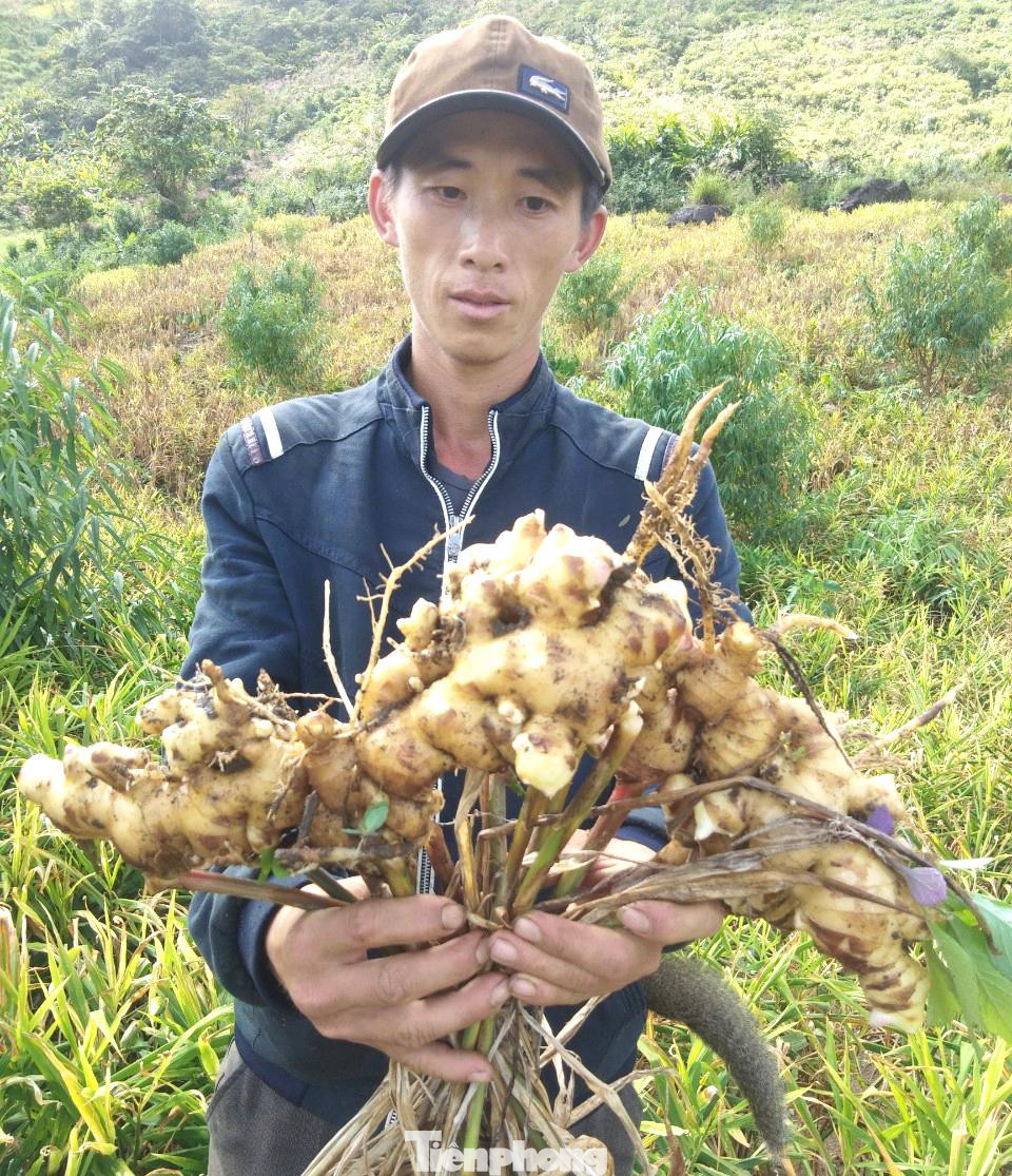 Nhận thấy tiềm năng và lợi thế trong phát triển cây gừng, huyện Kỳ Sơn đã chỉ đạo các phòng, ngành chức năng hướng dẫn người dân tuân thủ chặt chẽ quy trình kỹ thuật về trồng gừng hữu cơ hoàn toàn sạch. Nhờ có chất lượng tốt nên củ Gừng Kỳ Sơn được thị trường trong và ngoài nước ưa chuộng, xuất khẩu ra nhiều nước trên thế giới. Nhận thấy tiềm năng và lợi thế trong phát triển cây gừng, huyện Kỳ Sơn đã chỉ đạo các phòng, ngành chức năng hướng dẫn người dân tuân thủ chặt chẽ quy trình kỹ thuật về trồng gừng hữu cơ hoàn toàn sạch. Nhờ có chất lượng tốt nên củ Gừng Kỳ Sơn được thị trường trong và ngoài nước ưa chuộng, xuất khẩu ra nhiều nước trên thế giới.
