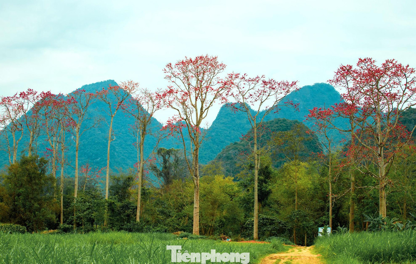 Những ngày này, du khách có dịp đi dọc theo bờ sông Lam (đoạn xã Tam Sơn, huyện Anh Sơn, Nghệ An) sẽ ấn tượng với vẻ đẹp thơ mộng của mùa hoa gạo. Những cây hoa gạo cao vút, từ xa đã có thể thấy một màu đỏ rực. Hàng chục cây gạo cao vút nằm san sát nhau tạo nên một khung trời thơ mộng ở xã Tam Sơn.