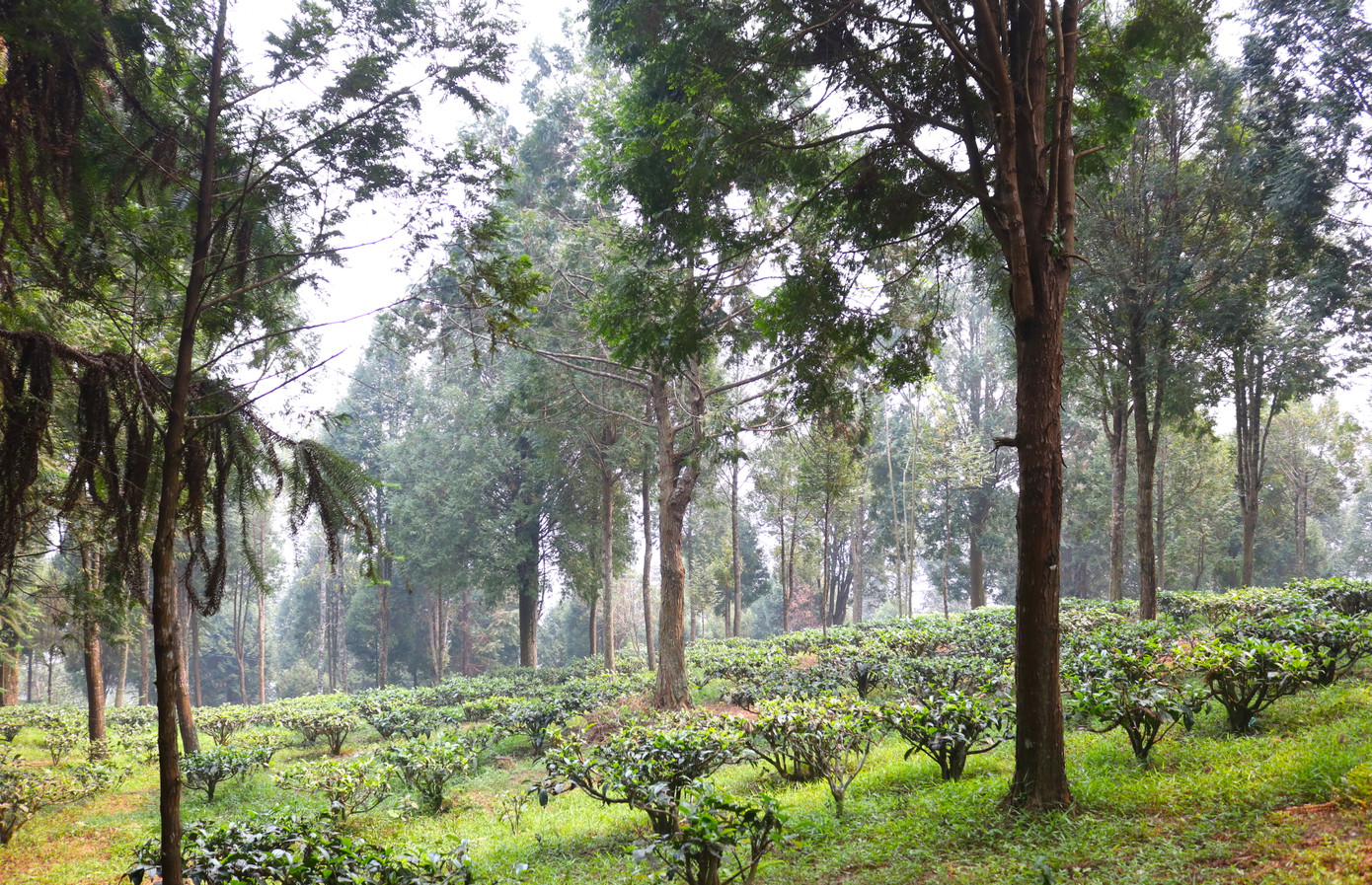 Dưới tán rừng cây quý, ông Chống trồng nhiều ha chè tuyết shan cho thu nhập cao.