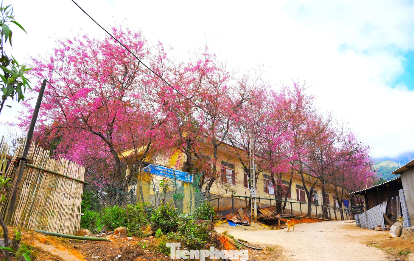 Những ngày này, hàng chục cây hoa anh đào ở điểm trường Tiểu học Mường Típ 1 (bản Phà Nọi, xã Mường Típ, huyện Kỳ Sơn, Nghệ An) đã bung nở khoe sắc, báo hiệu mùa xuân về.
