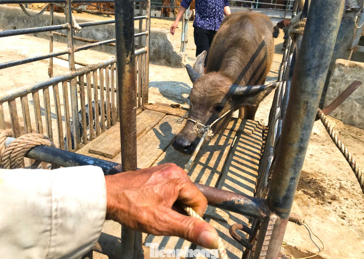 Ngoài những thương lái đến mua bằng xe tải, có nhiều người cũng mang những chiếc xe kéo đến mua trâu bò về nuôi làm giống.