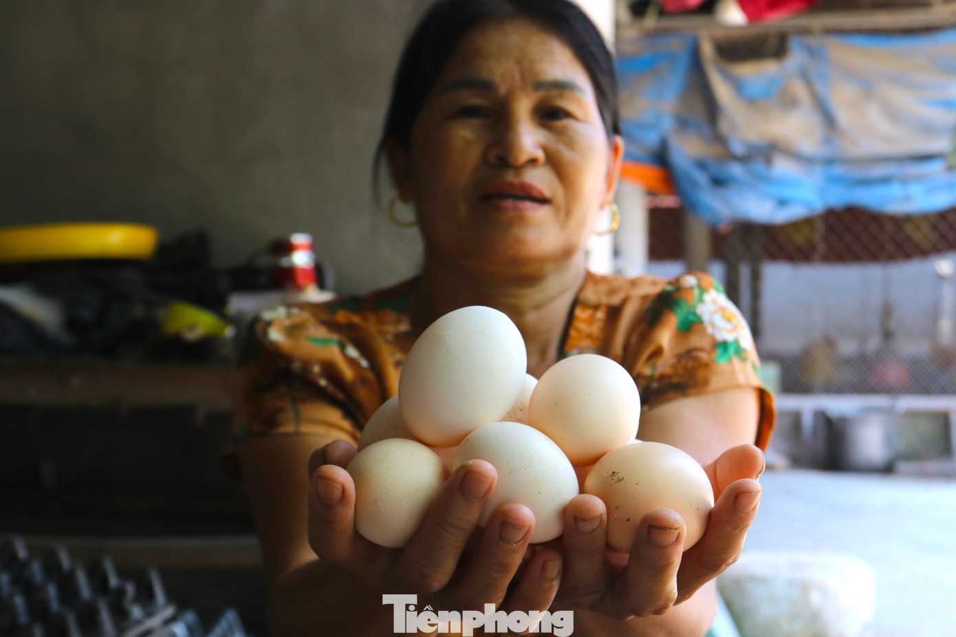 Nắng nóng không những khiến gà khó phát triển, gà chết mà còn làm giảm năng suất đẻ trứng của gà. Nắng nóng không những khiến gà khó phát triển, gà chết mà còn làm giảm năng suất đẻ trứng của gà.