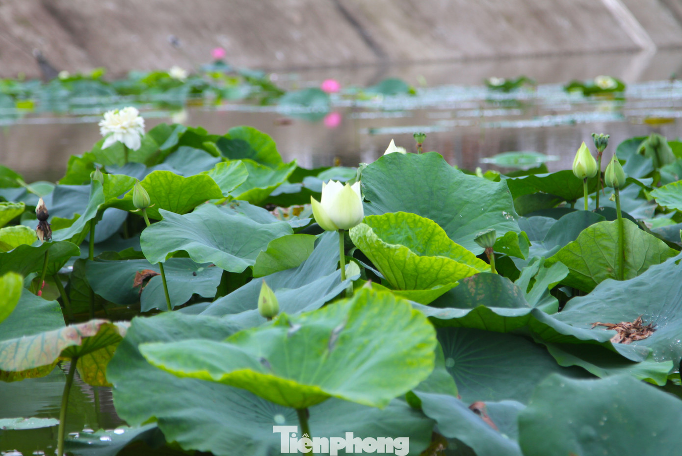 Hoa sen có màu hồng, đỏ, trắng. Bông hoa có nhiều cánh.