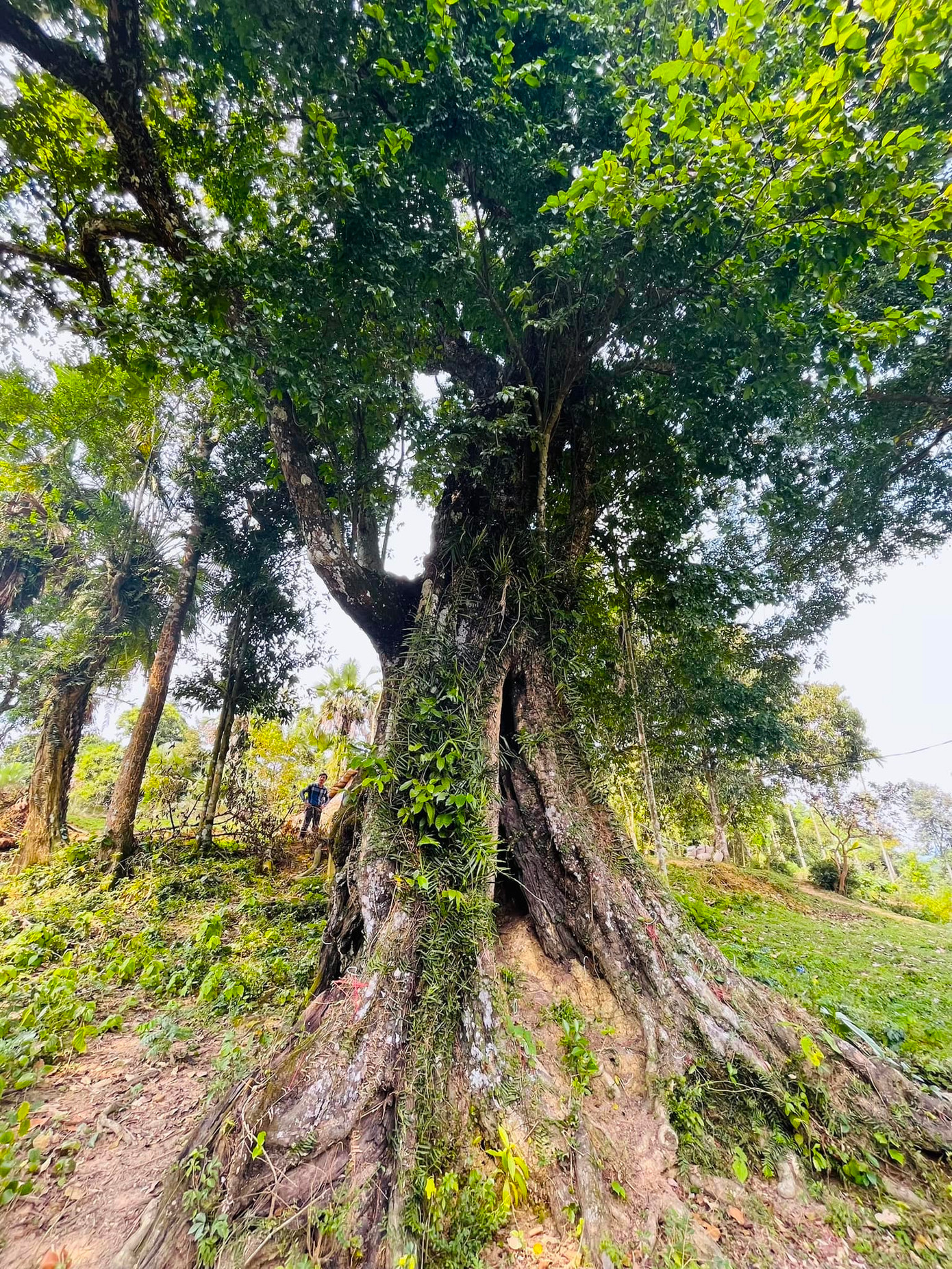 Cây thị có đường kính gốc khoảng 4m, thân cao hơn 20m, cành lá xum xuê, hàng năm trĩu quả.