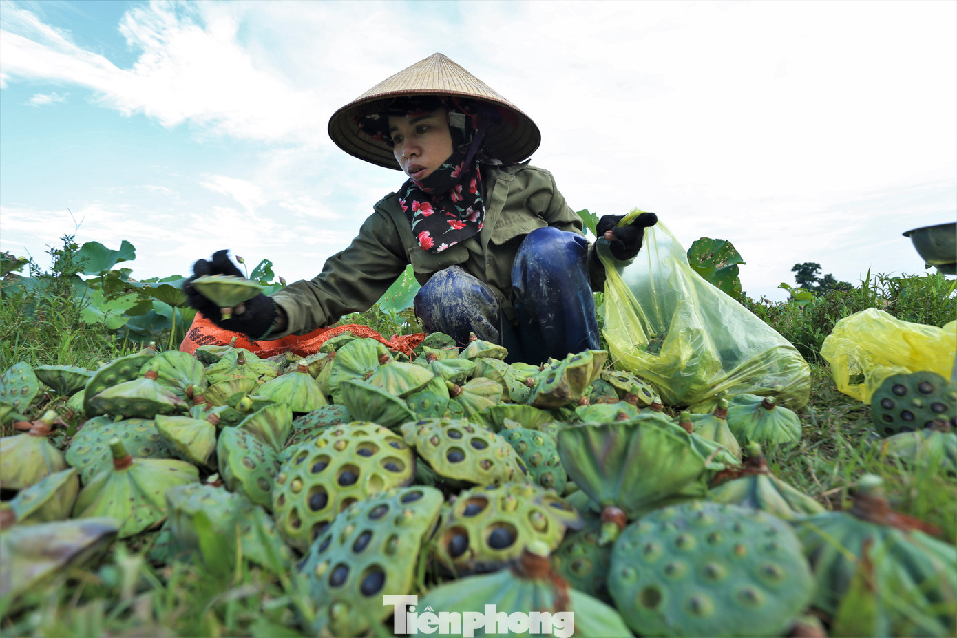 &quot;Sen khi được hái về sẽ tách hạt để bán cho thương lái với giá 40.000 đến 50.000 đồng/kg. Một số người cũng mua cả đài ngay tại đầm với giá 25.000 đồng/kg), chị Lê Thị Ngân (SN 1978, trú xã Việt Tiến, huyện Thạch Hà), chia sẻ.