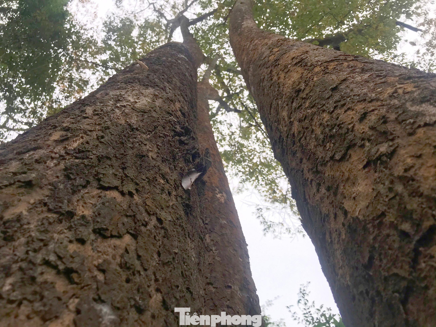 “Trước đây nhiều người ở nơi khác cũng muốn phát rẫy ở đây nhưng bà con không cho”, ông Kha Văn Ba - Bí thư chi bộ bản Nan Hang nói và cho biết, nhờ sự đồng lòng bảo vệ của cả bản nên đến nay những cây đinh hương vẫn hiên ngang toả bóng trong rừng.