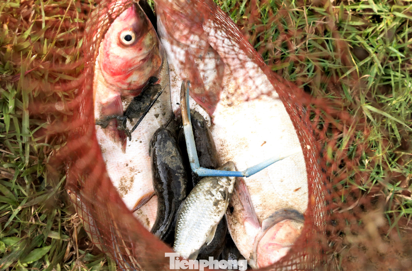 Cá bắt được chủ yếu là cá lóc, cá chép, rô phi, mè... Người dân địa phương thường mang cá về ăn, cho người thân và không bán lại.