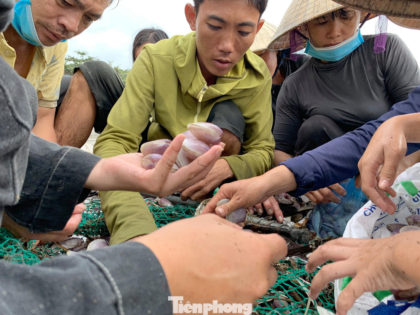 Sau khi vớt được lộc trời, người dân nhanh chóng đưa lên bờ cho người thân phân loại rồi tiếp tục quay xuống biển “xúc” ngao. Chỉ trong sáng 26/9, nhiều người đã vớt được hàng trăm kg.