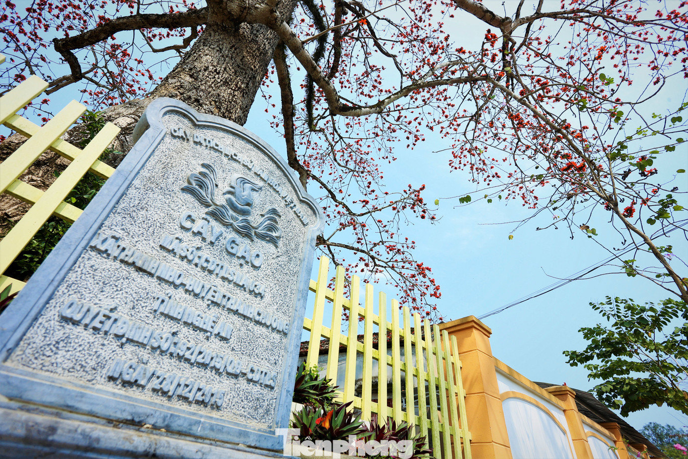 Cuối năm 2015, cây gạo cổ thụ này được công nhận là Cây Di tích lịch sử văn hóa Việt Nam. Chính quyền và người dân địa phương xem cây gạo là chứng tích gắn liền với nhiều sự kiện quan trọng của quê hương. Nhiều năm qua, họ đã xây bồn tam cấp bao quanh, trồng hoa làm đẹp và bảo vệ cây.